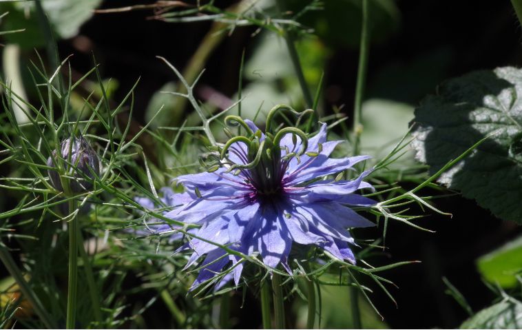 Fleur de cumin noir - Nigelle